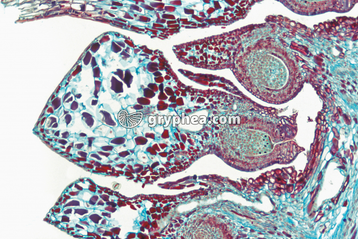 Pin - Cône de Pin femelle CL x15 - gryphea.com